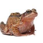 Time Management, Brian Tracy, Eat That Frog